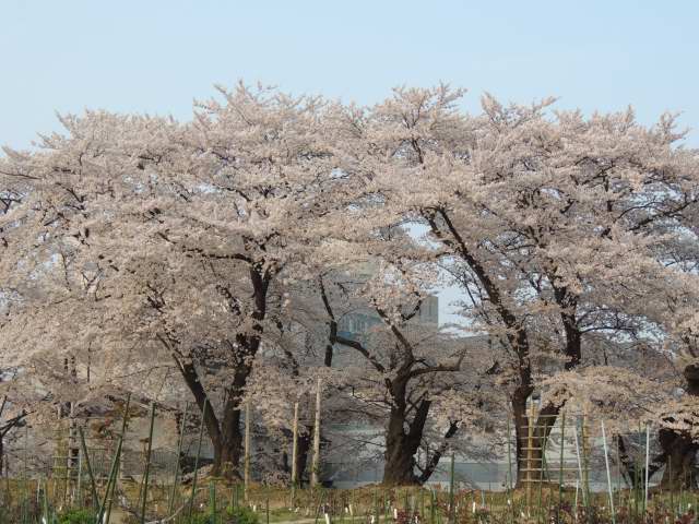 イメージ 6