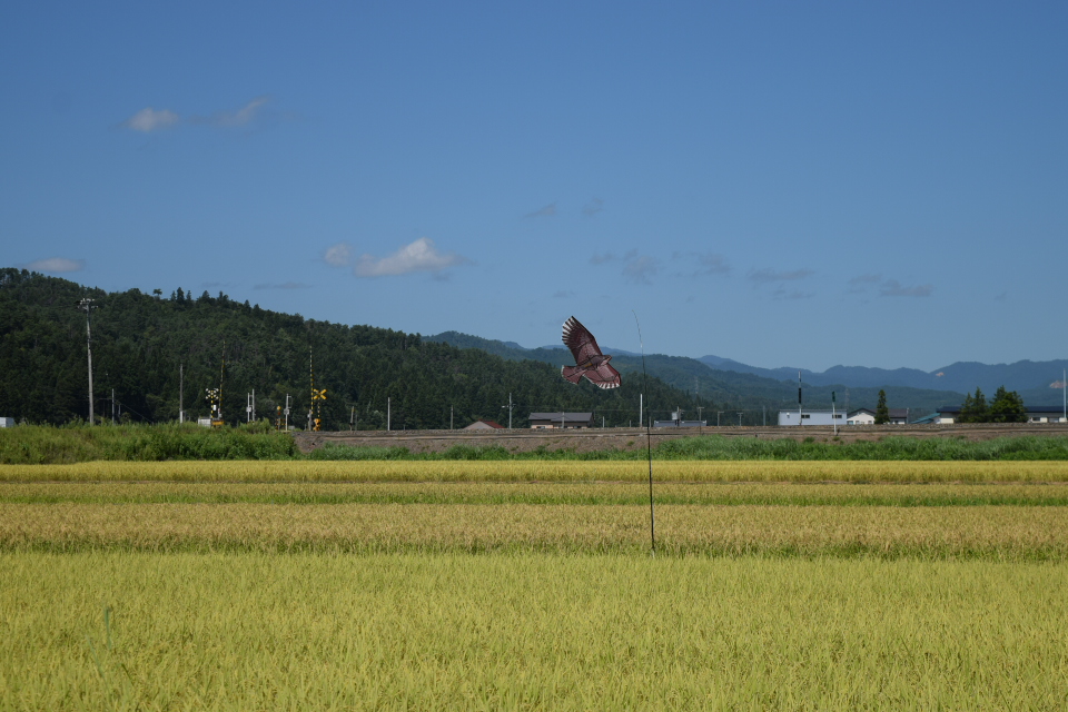 f:id:tsunaga6022:20190910143656j:plain