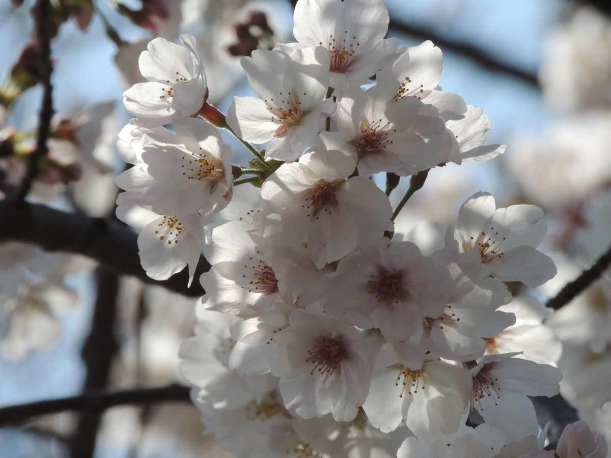 f:id:tsunaga6022:20210324184428j:plain
