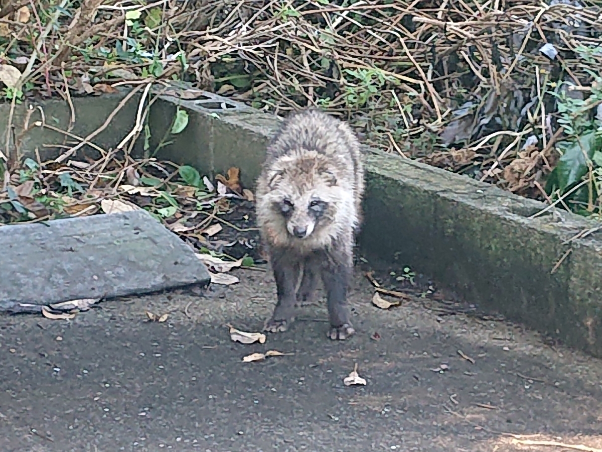 f:id:tsunaga6022:20211110194912j:plain