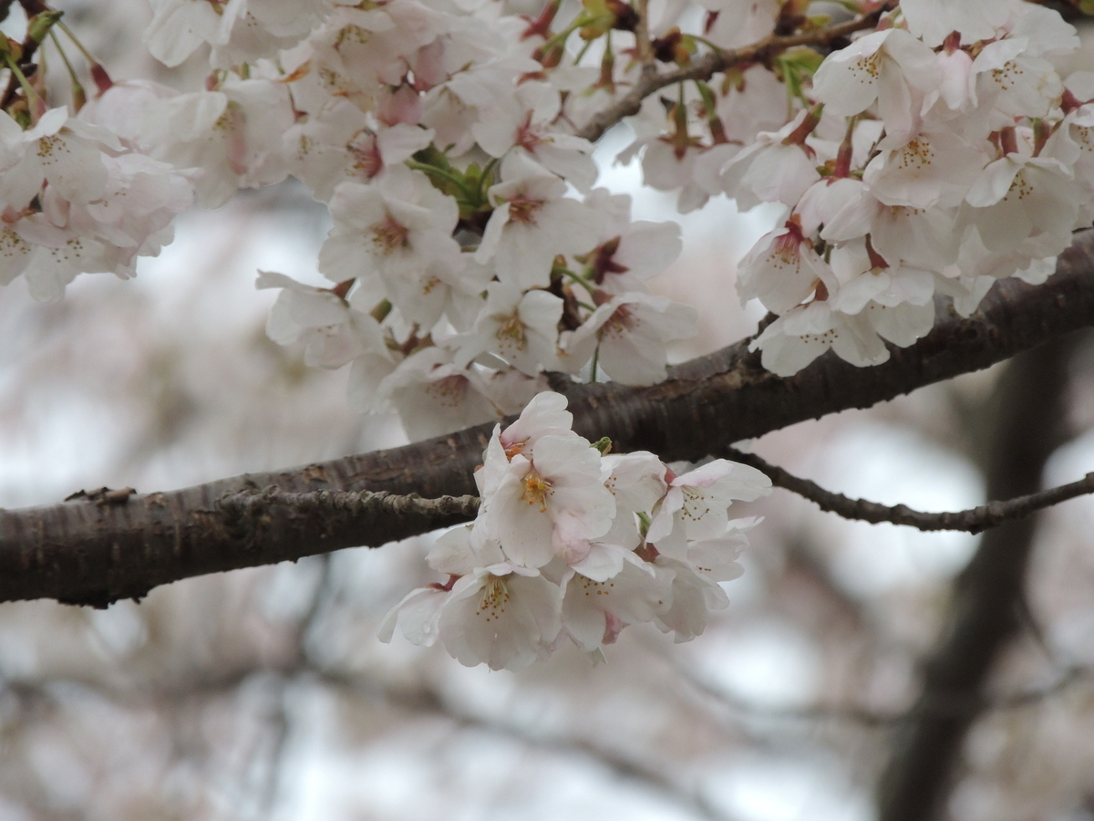 f:id:tsunaga6022:20220401192555j:plain