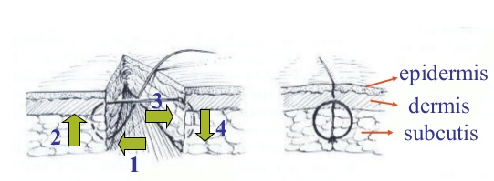 f:id:tsunepi:20160807050606p:plain