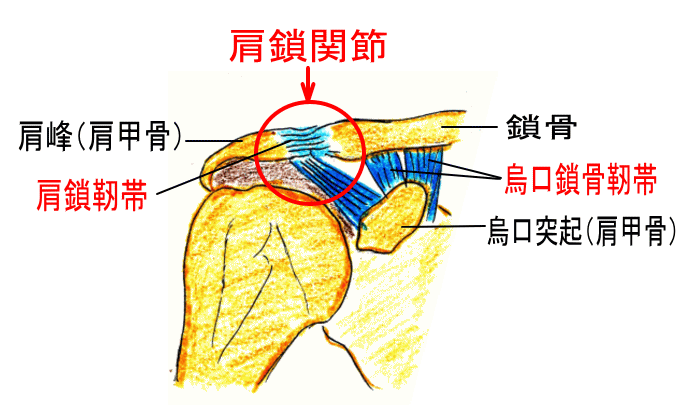 肩鎖関節脱臼への対応 救急外来 つねぴーblog 内科専攻医