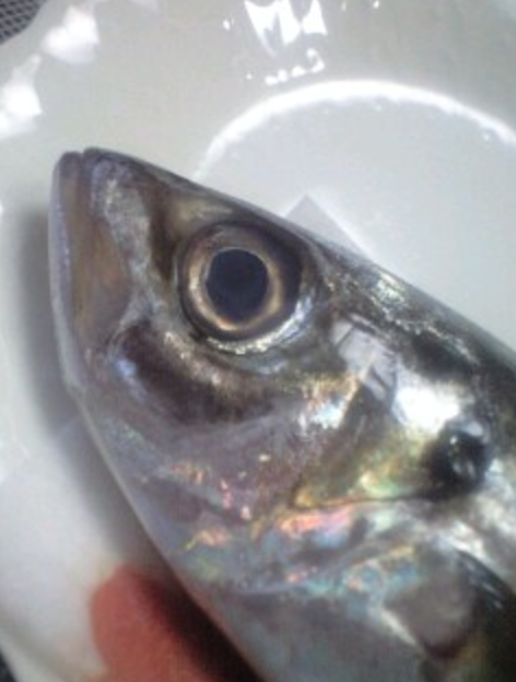 f:id:tsunepi:20170829193312p:plain f:id:tsunepi:20170829193312p:plain