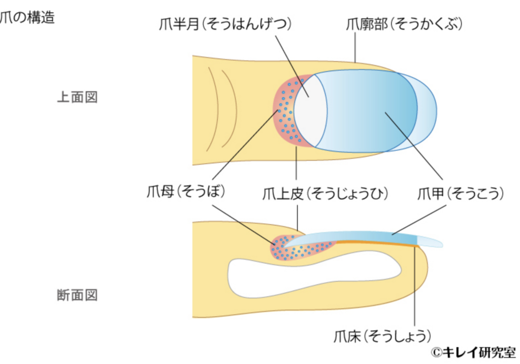 f:id:tsunepi:20180112160629p:plain