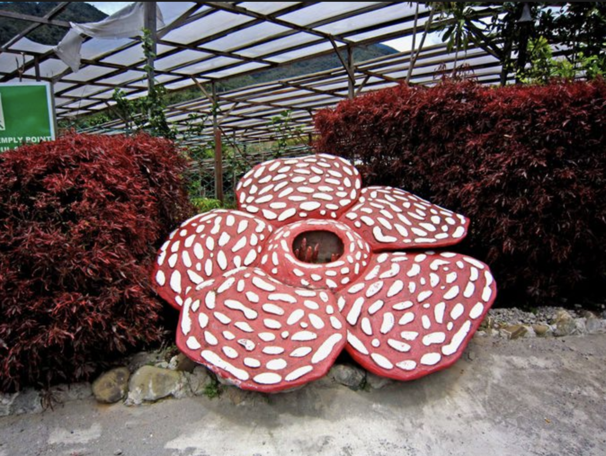 ゲーム どうぶつの森 シリーズで 村の環境が最悪の時に咲いてしまう 世界最大の花 としても知られる花は何でしょう みんはや過去問ブログ