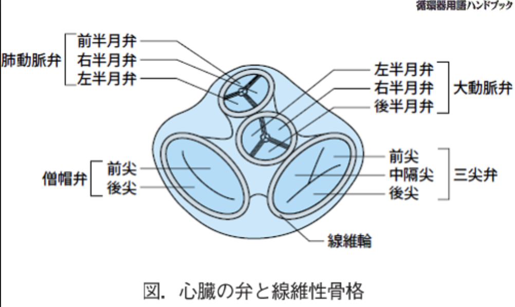 三尖弁逆流の兆候と症状を認識する