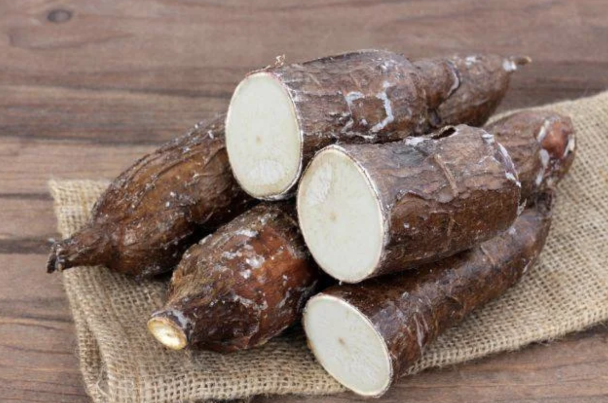 採れたて☆23kg☆キャッサバ芋 cassava マンジョッカ yuca