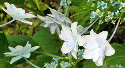 f:id:tsunesan:20030612011856j:image