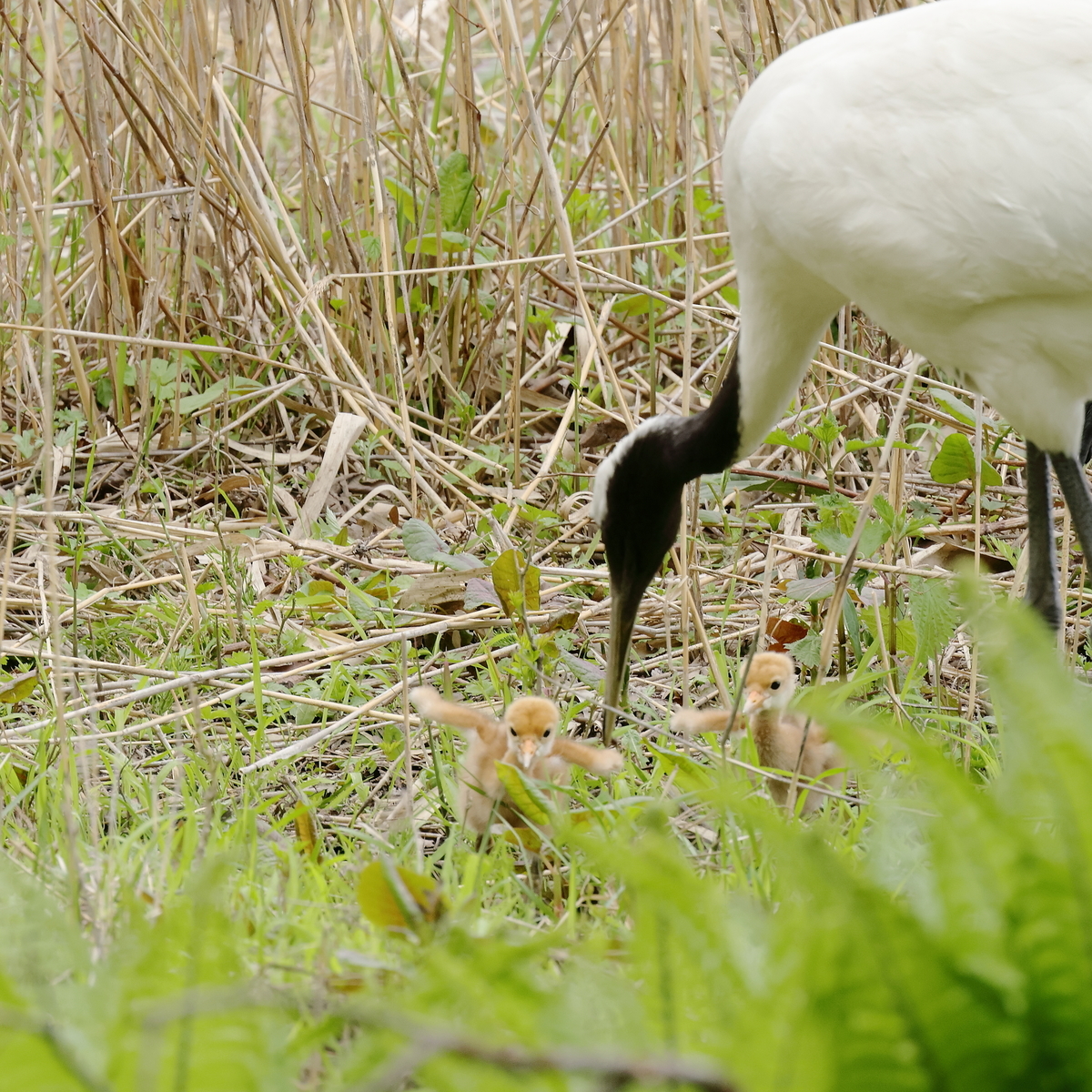 f:id:tsuntsun3:20210521091804j:plain