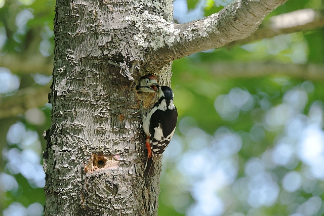 f:id:tsuntsun3:20210822095403j:plain