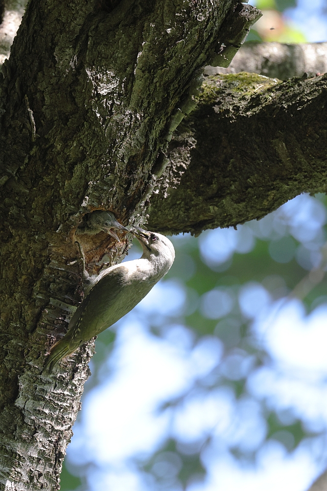 f:id:tsuntsun3:20210823104120j:plain