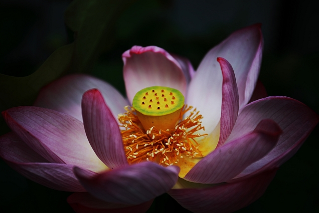 f:id:tsuntsun3:20210826110445j:plain