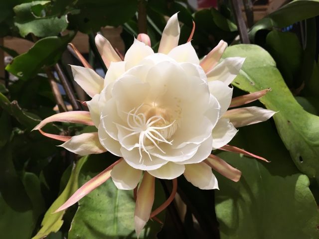 f:id:tsupi1110:20191211204427j:plain