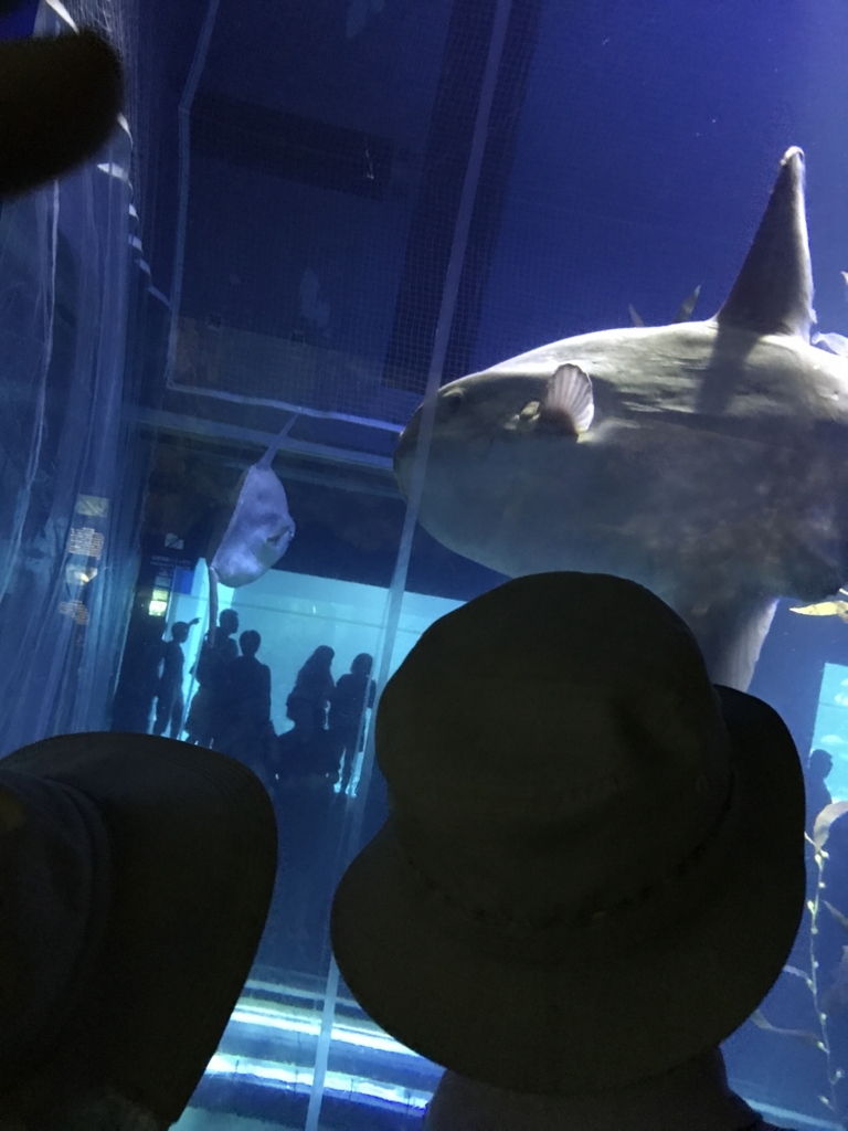 f:id:tsuputon7:20170928175450j:plain