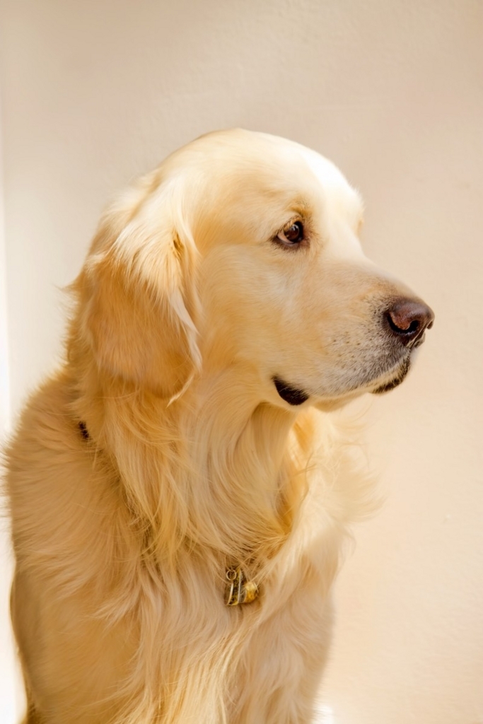 f:id:tsuputon7:20170928180114j:plain