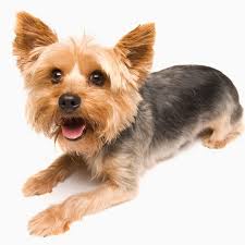 f:id:tsuputon7:20170928180413j:plain