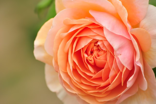 f:id:tsuputon7:20171119121210j:plain