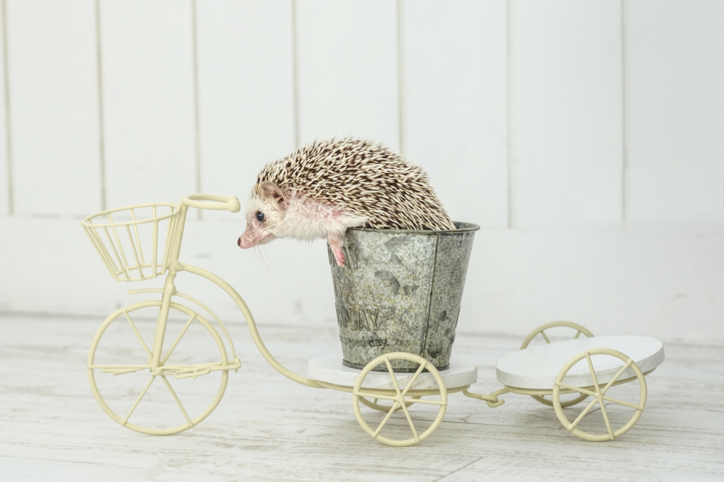 f:id:tsuputon7:20171207131236j:plain f:id:tsuputon7:20171207131236j:plain