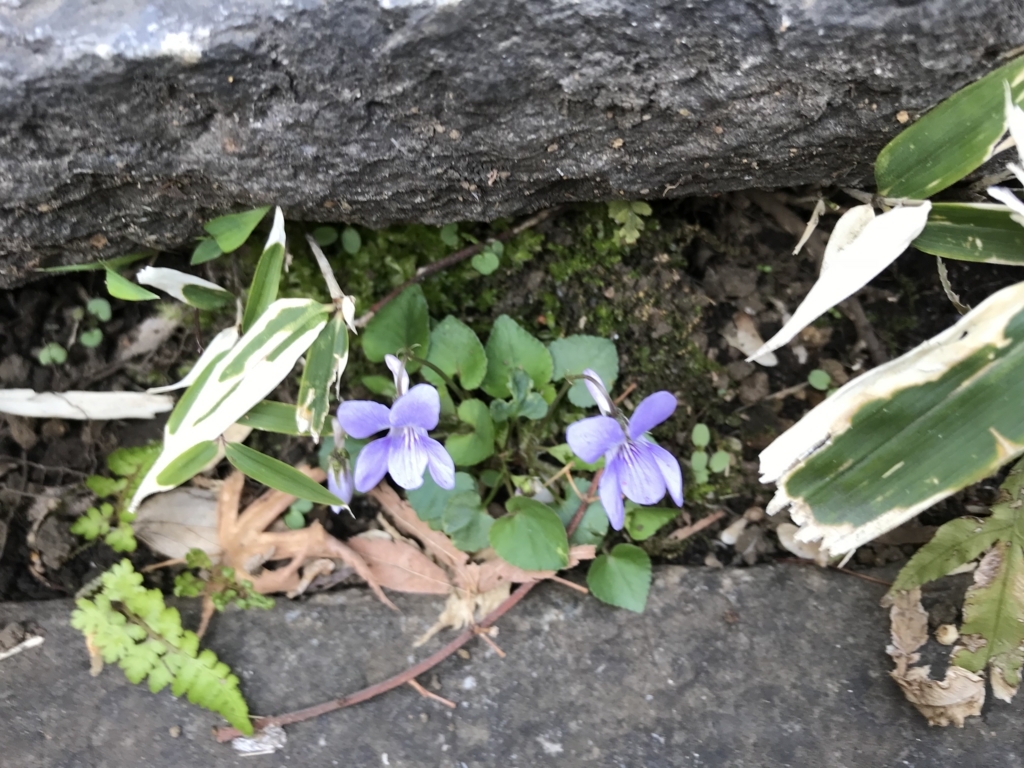 f:id:tsuputon7:20180313125231j:plain f:id:tsuputon7:20180313125231j:plain