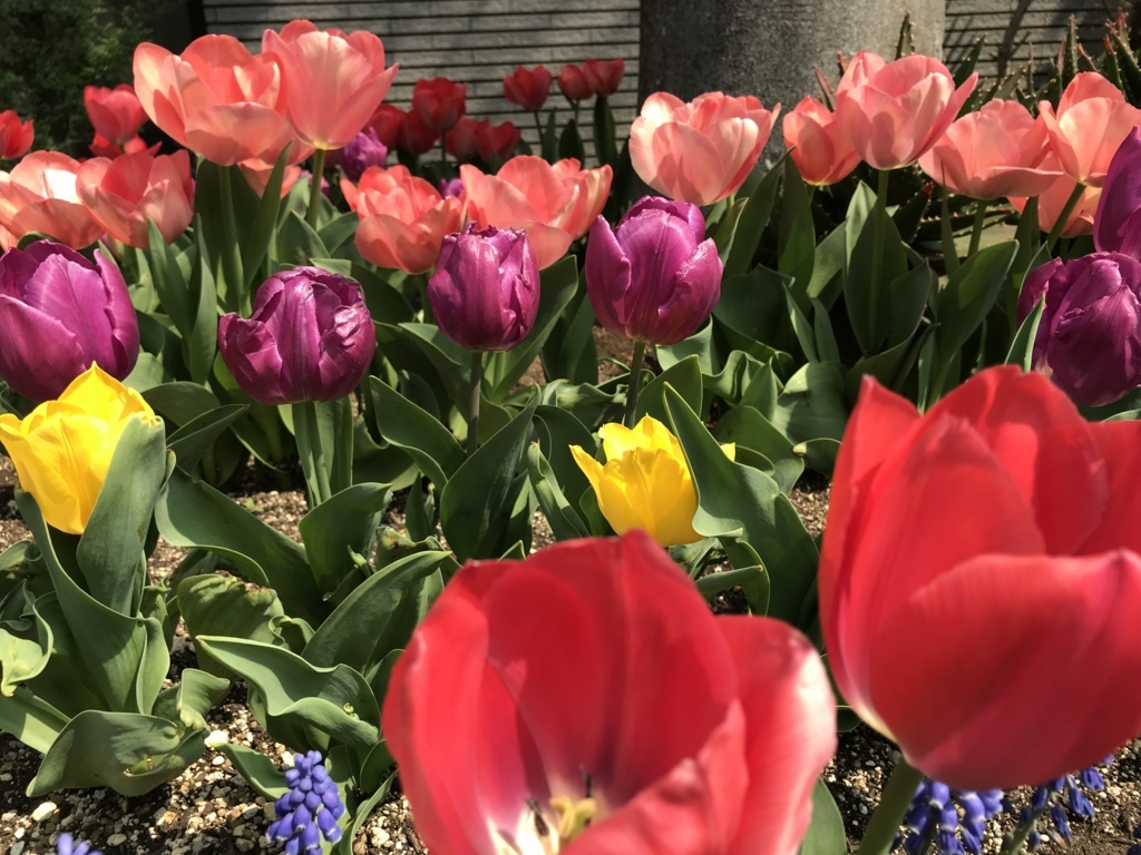 f:id:tsuputon7:20180415111614j:plain