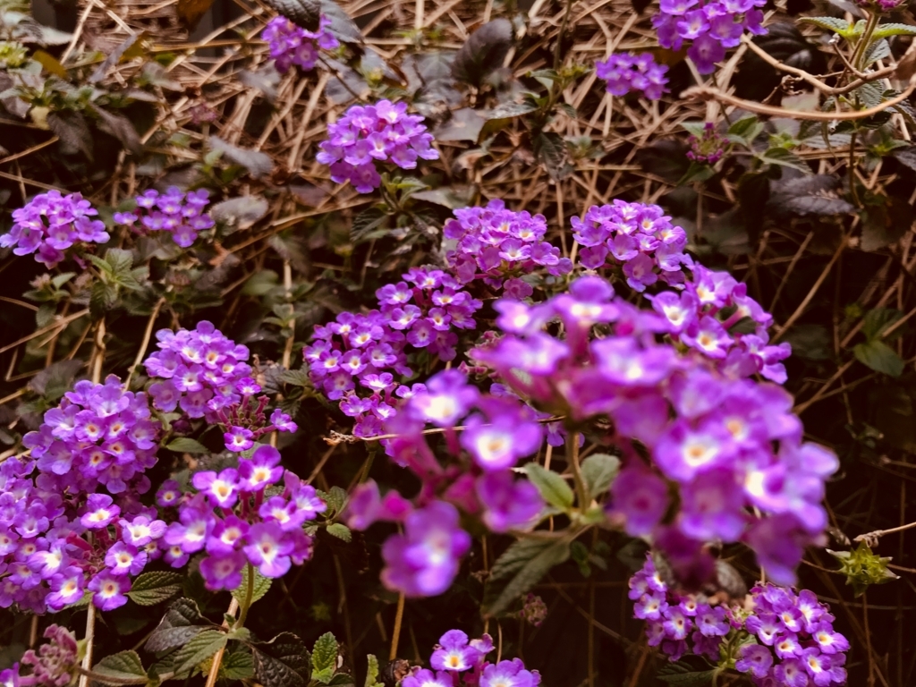 f:id:tsuputon7:20180415125326j:plain