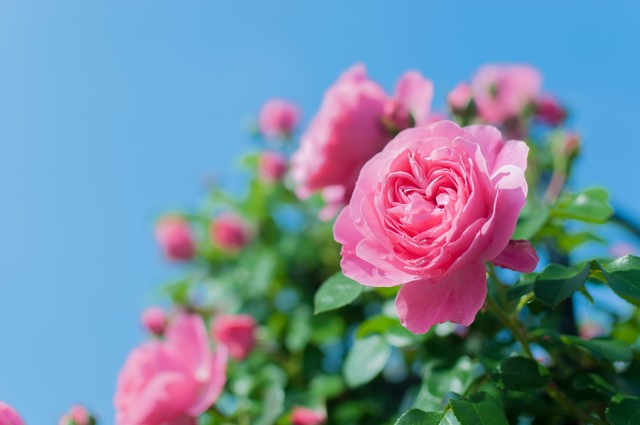 f:id:tsuputon7:20180417124102j:plain f:id:tsuputon7:20180417124102j:plain
