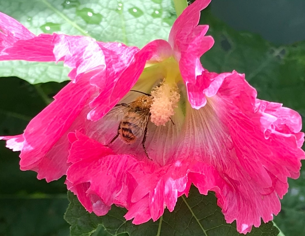 f:id:tsuputon7:20180619122323j:plain f:id:tsuputon7:20180619122323j:plain