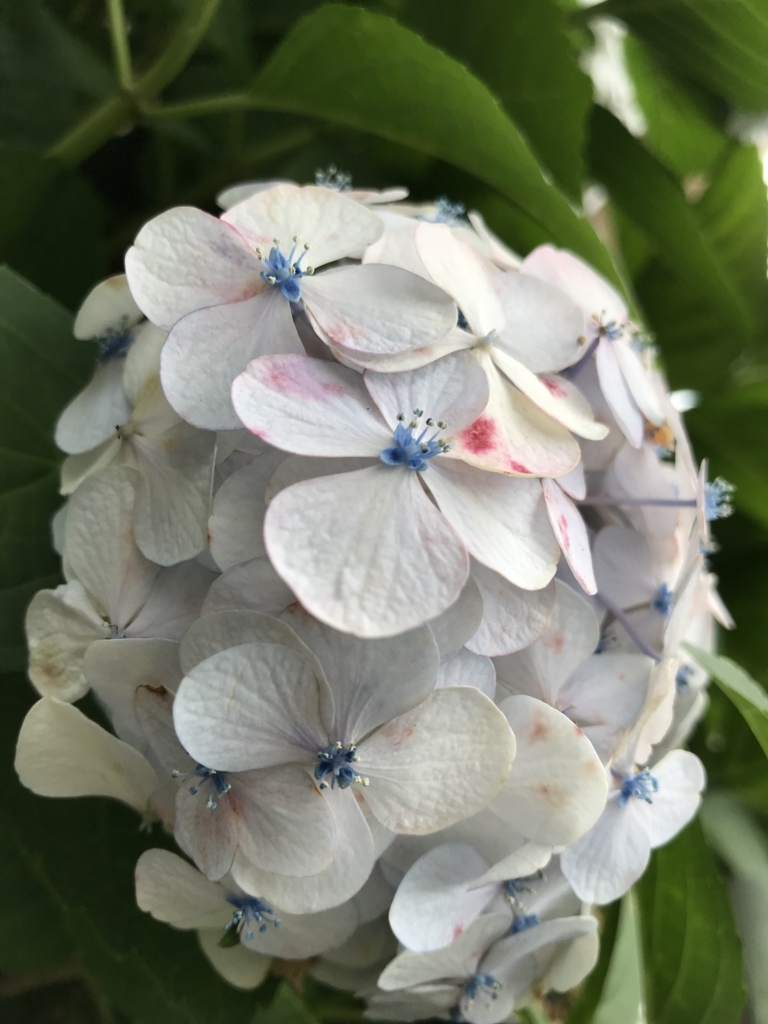 英語で名言を 誤解されない人間など 毒にも薬にもならない 小林秀雄 Tsuputon S Blog