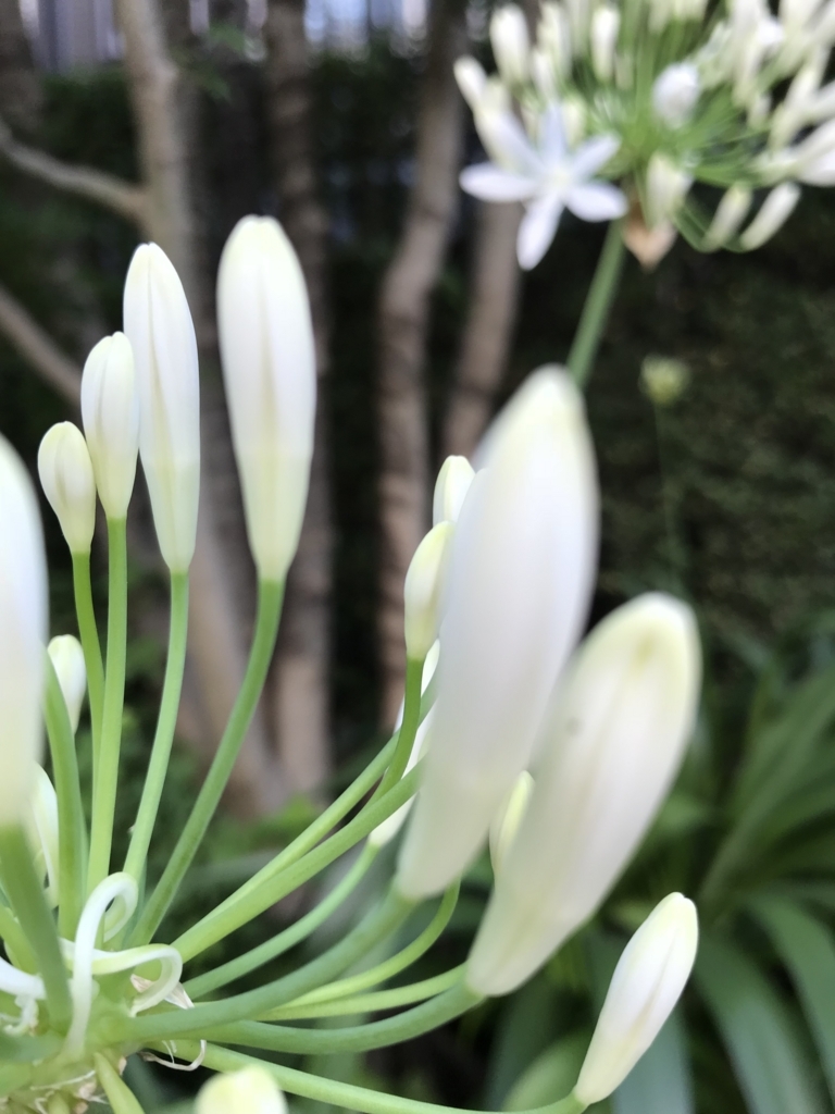 f:id:tsuputon7:20180626154815j:plain f:id:tsuputon7:20180626154815j:plain