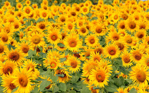 f:id:tsuputon7:20180704165036j:plain