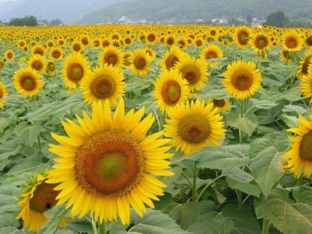 f:id:tsuputon7:20180704172600j:plain