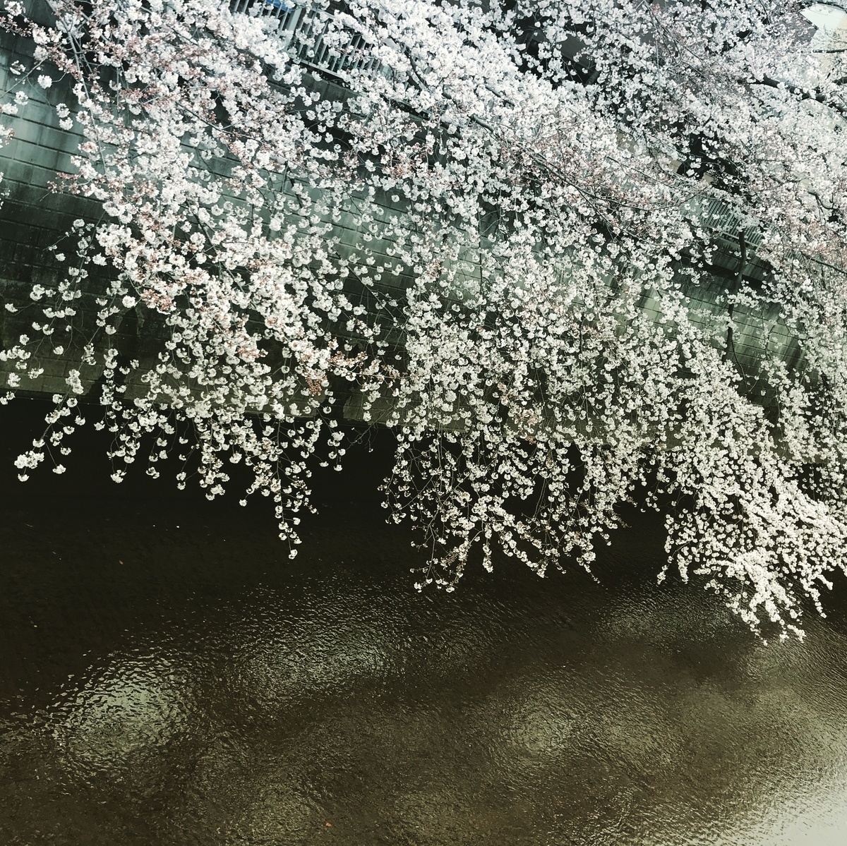 f:id:tsuputon7:20190402175421j:plain f:id:tsuputon7:20190402175421j:plain