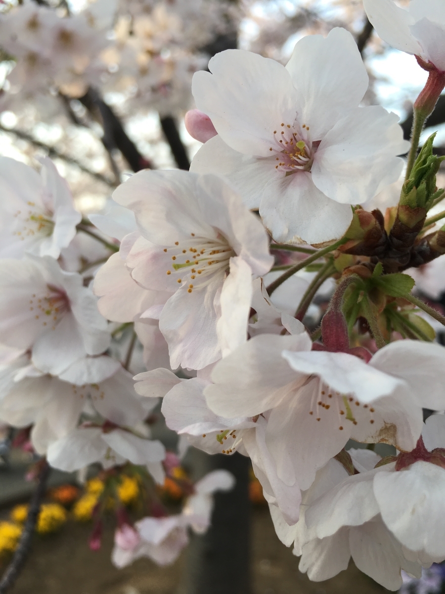 f:id:tsuputon7:20190413175554j:plain