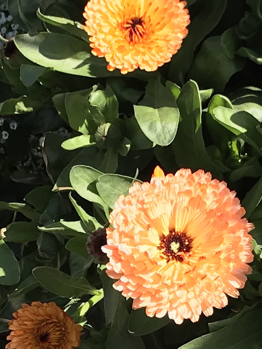 f:id:tsuputon7:20190413183928j:plain