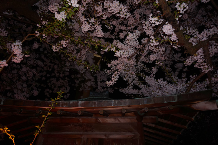 f:id:tsuraiyo:20190621172459j:plain f:id:tsuraiyo:20190621172459j:plain