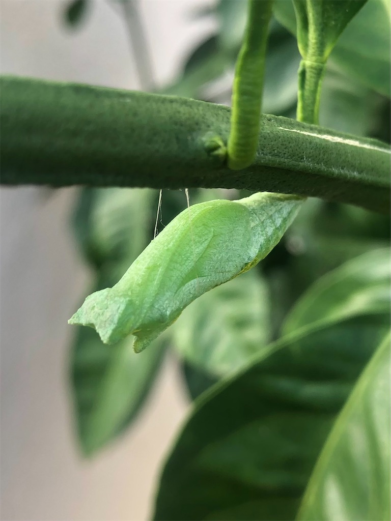 f:id:tsurezurenarumama:20210831172012j:image