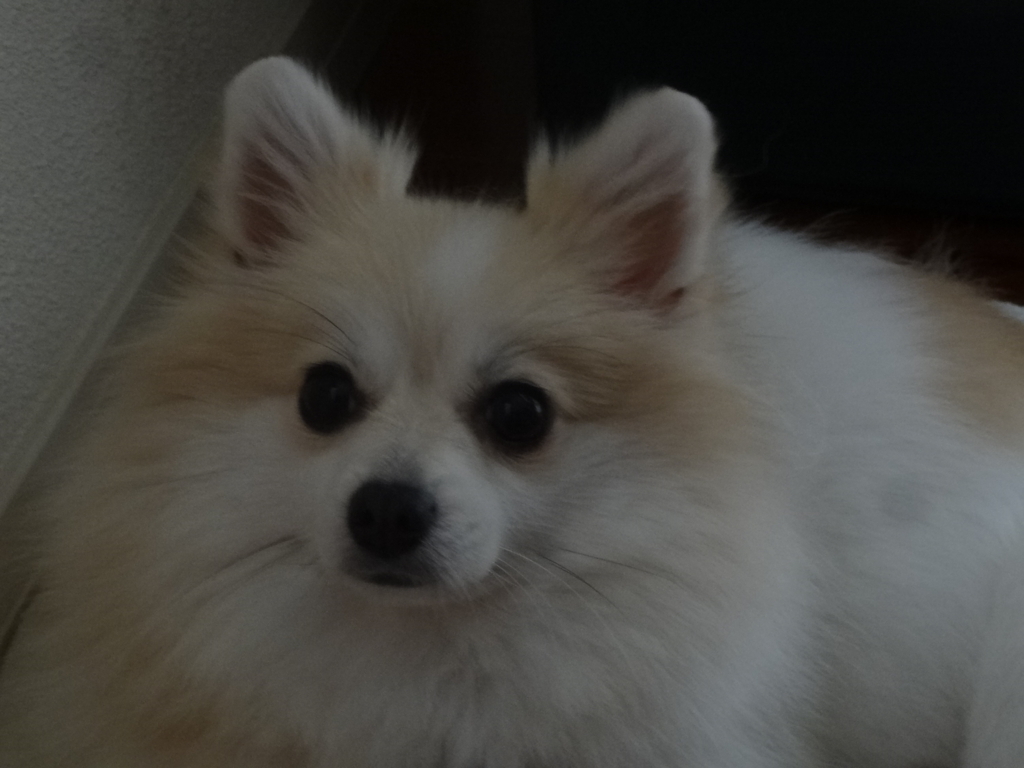 f:id:tsuri_thanks:20171026205448j:plain f:id:tsuri_thanks:20171026205448j:plain