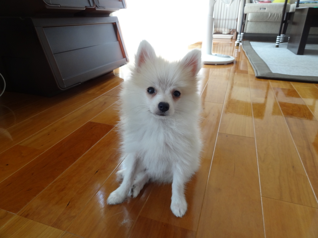 f:id:tsuri_thanks:20171222214014j:plain f:id:tsuri_thanks:20171222214014j:plain