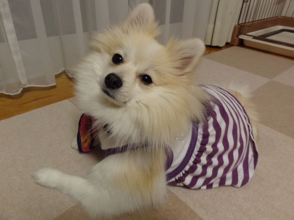 f:id:tsuri_thanks:20171231173144j:plain f:id:tsuri_thanks:20171231173144j:plain