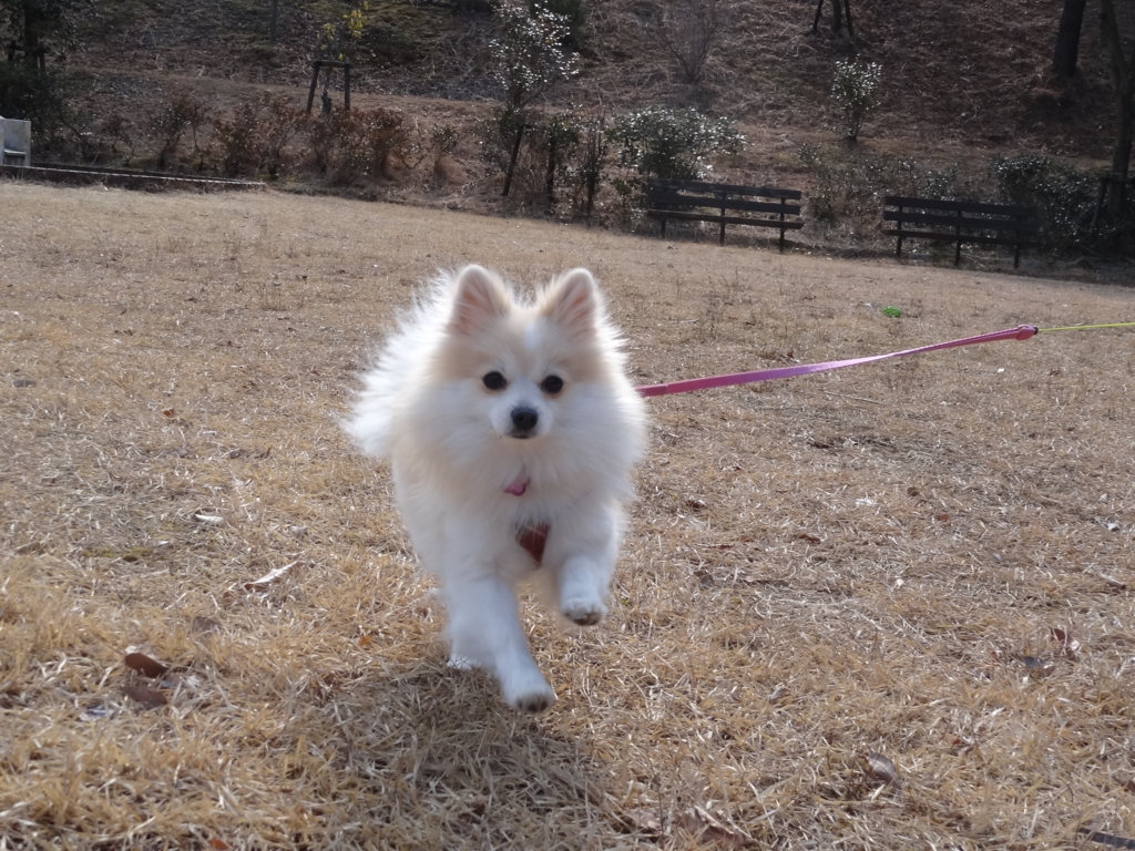 f:id:tsuri_thanks:20180224130706j:plain f:id:tsuri_thanks:20180224130706j:plain