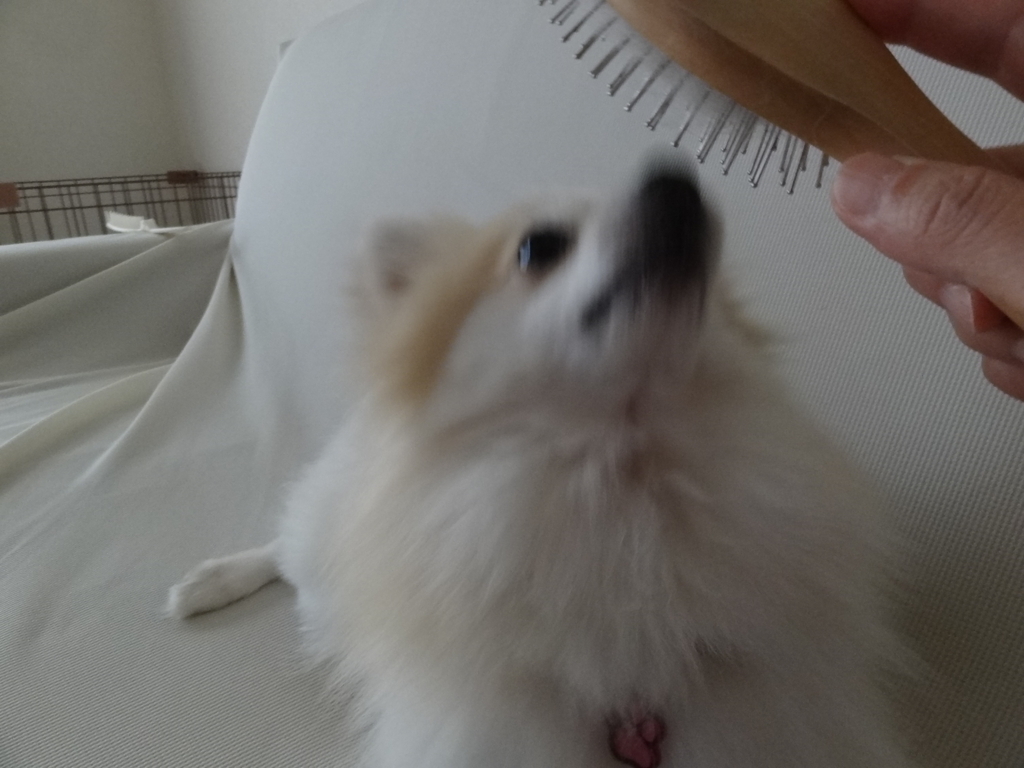 f:id:tsuri_thanks:20180605172246j:plain f:id:tsuri_thanks:20180605172246j:plain