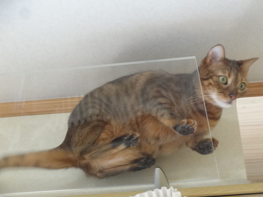 f:id:tsuri_thanks:20190310200931j:plain f:id:tsuri_thanks:20190310200931j:plain