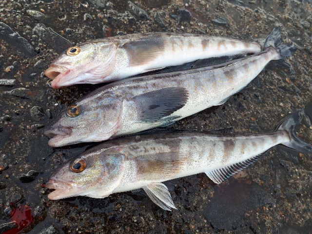 f:id:tsuribaka-haru:20201222202059j:plain