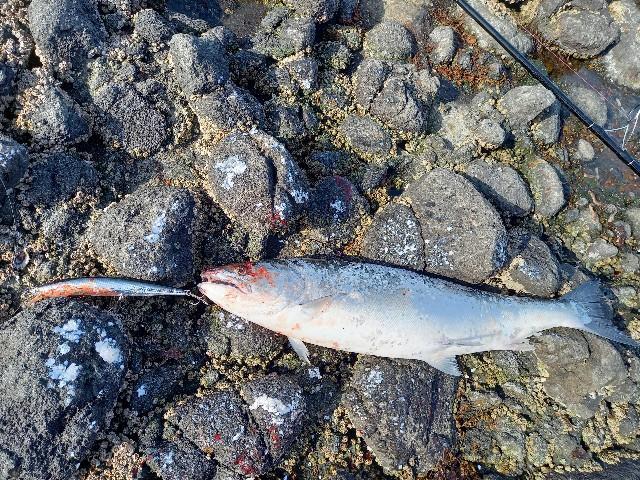 日本海へ 積丹 島牧 蘭越にて海サクラマス釣り 北海道 海釣りdiary