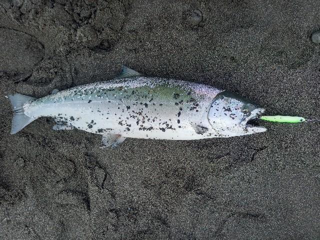 道北サーフにてまさかのヒラメと海サクラマス - 北海道 海釣りdiary