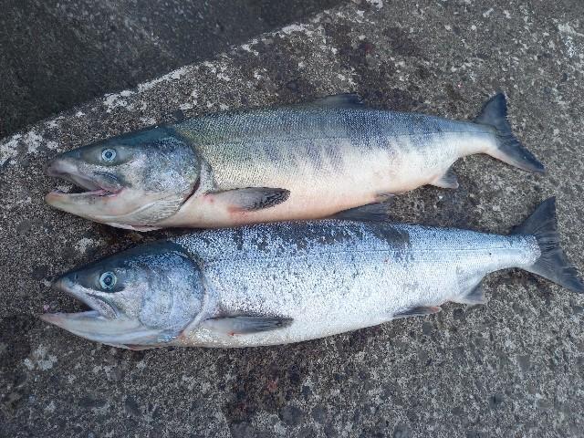 8月最後にオホーツクで鮭釣り 北海道 海釣りdiary 8月最後にオホーツクで鮭釣り 北海道 海釣りdiary