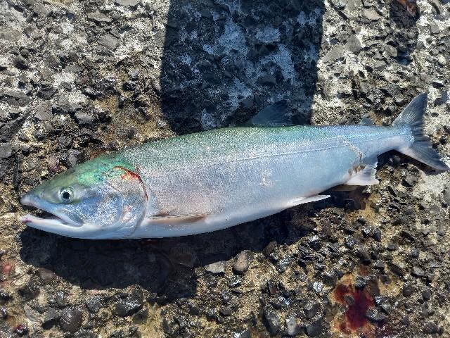 9月の鮭釣り開始 Inオホーツク 北海道 海釣りdiary 9月の鮭釣り開始 Inオホーツク 北海道 海釣りdiary