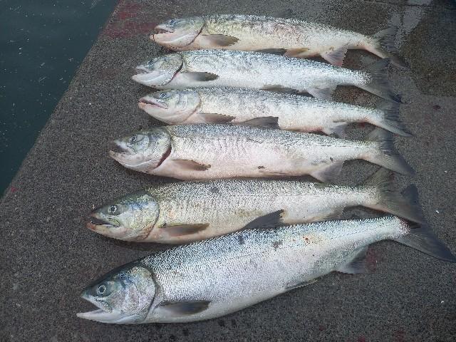 ☆鮭釣り人生初の大爆釣を経験☆】Xデー友人接待釣行 - 北海道
