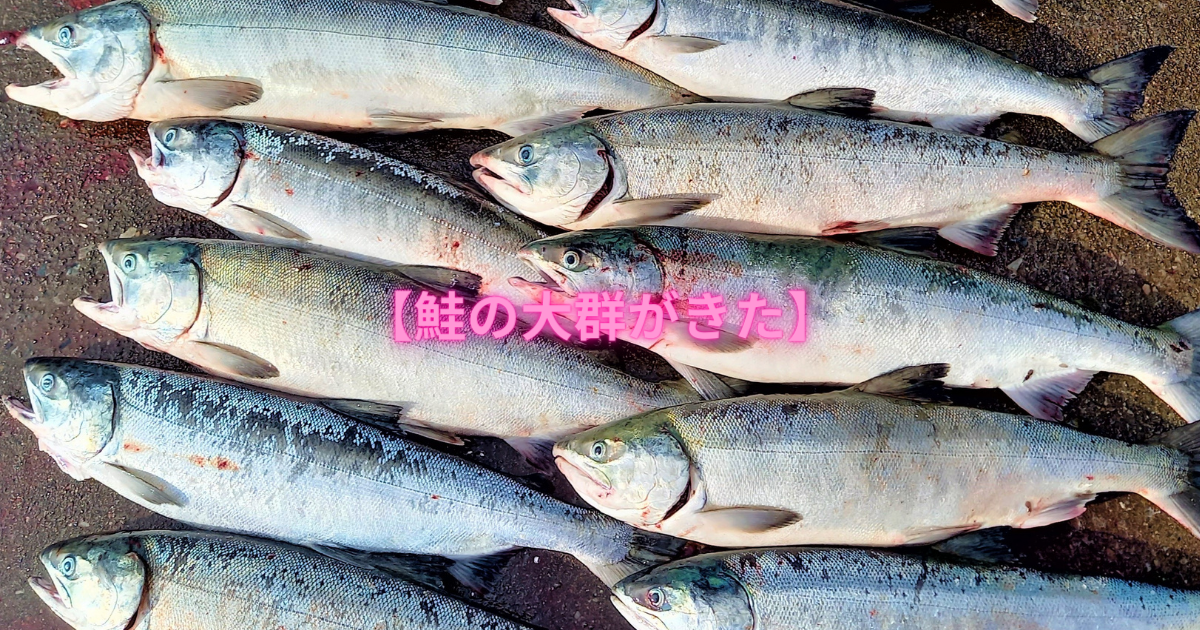 鮭ウキフカセ釣り】ようやくゲットからのアキアジXデー - 北海道 海